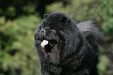 CHOW CHOW 619